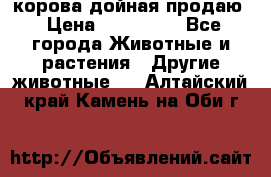 корова дойная продаю › Цена ­ 100 000 - Все города Животные и растения » Другие животные   . Алтайский край,Камень-на-Оби г.